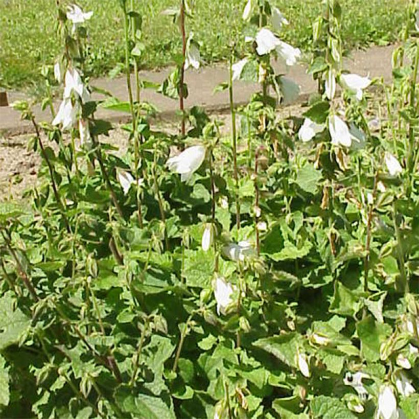 Campanula alliariifolia (Plant habit)