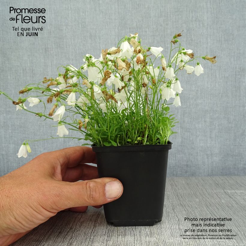 Campanula cochleariifolia Alba 8/9 cm pot sample as delivered in summer