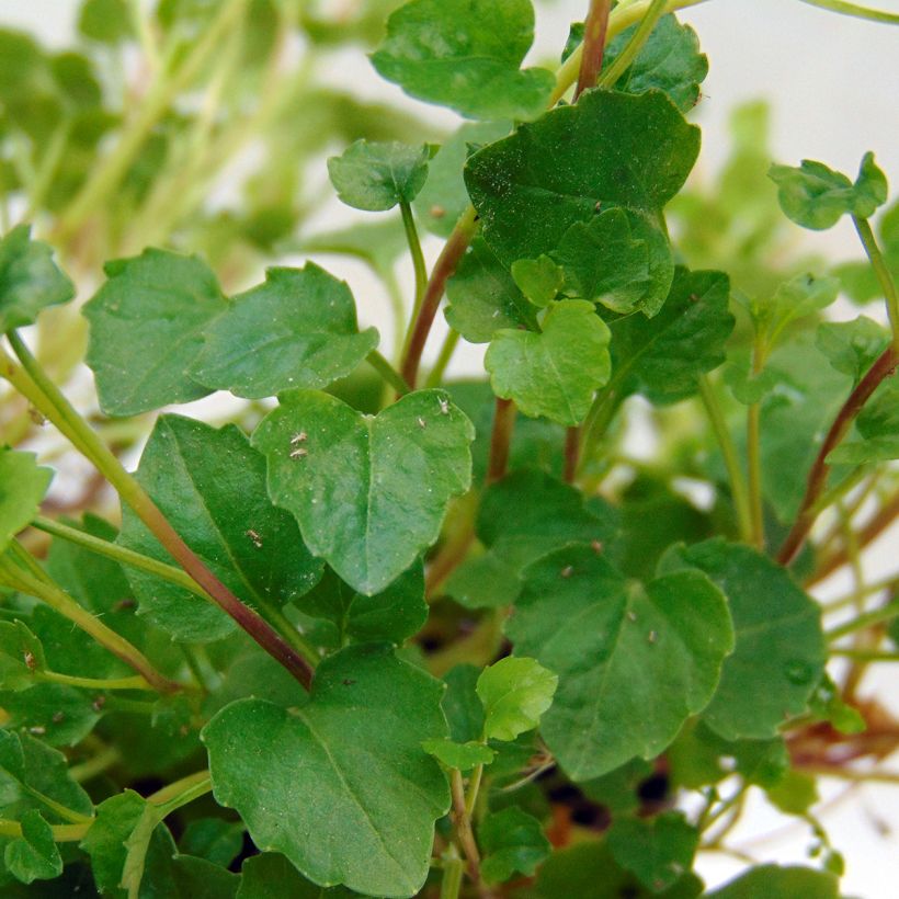 Campanula cochleariifolia (Foliage)