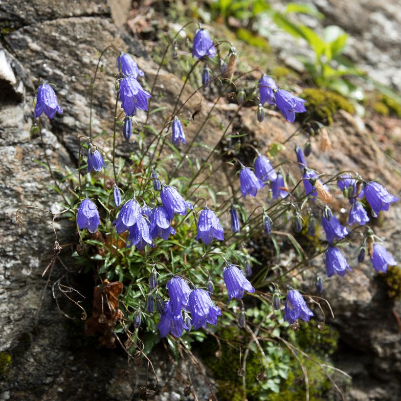 Campanula cochleariifolia (Plant habit)