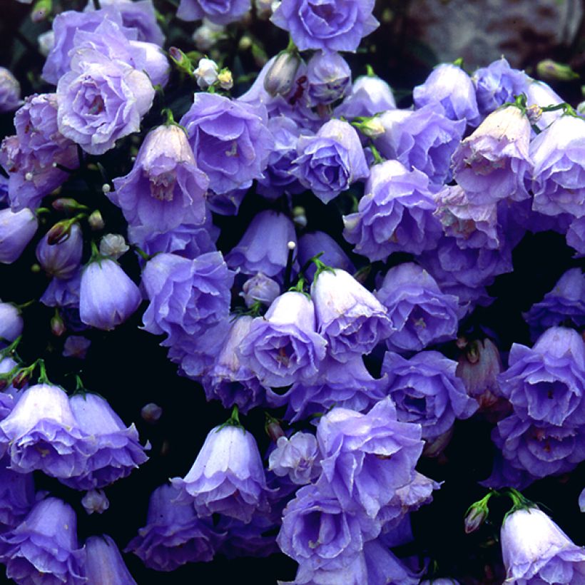 Campanula cochlearifolia Elizabeth Oliver (Flowering)