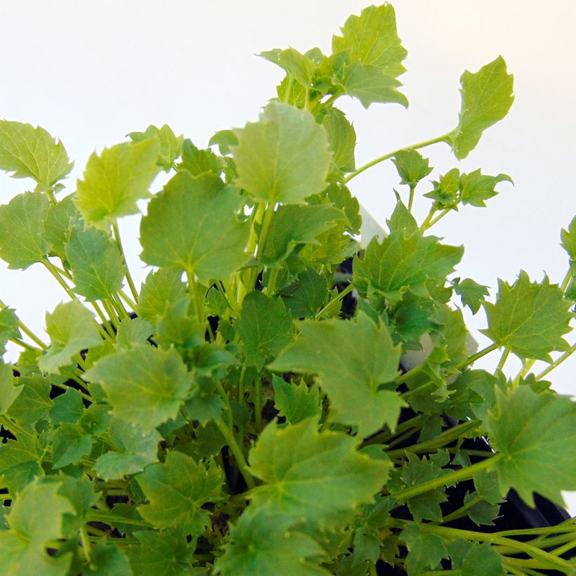 Campanula garganica (Foliage)