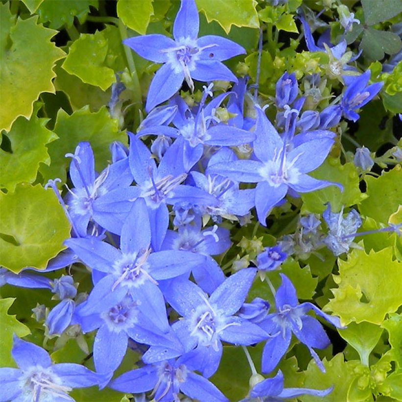 Campanula garganica Dicksons Gold (Flowering)