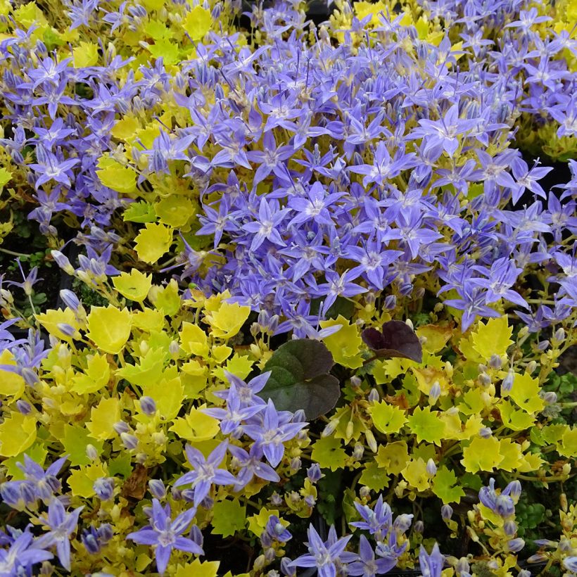 Campanula garganica Dicksons Gold (Plant habit)