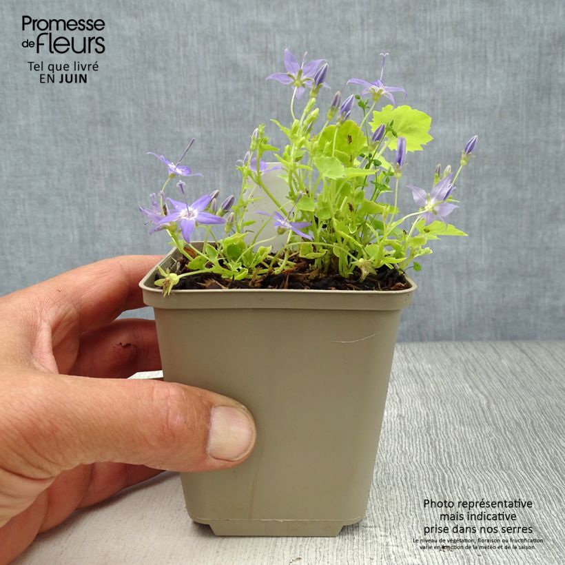 Campanula garganica Dicksons Gold 8/9 cm pot sample as delivered in summer