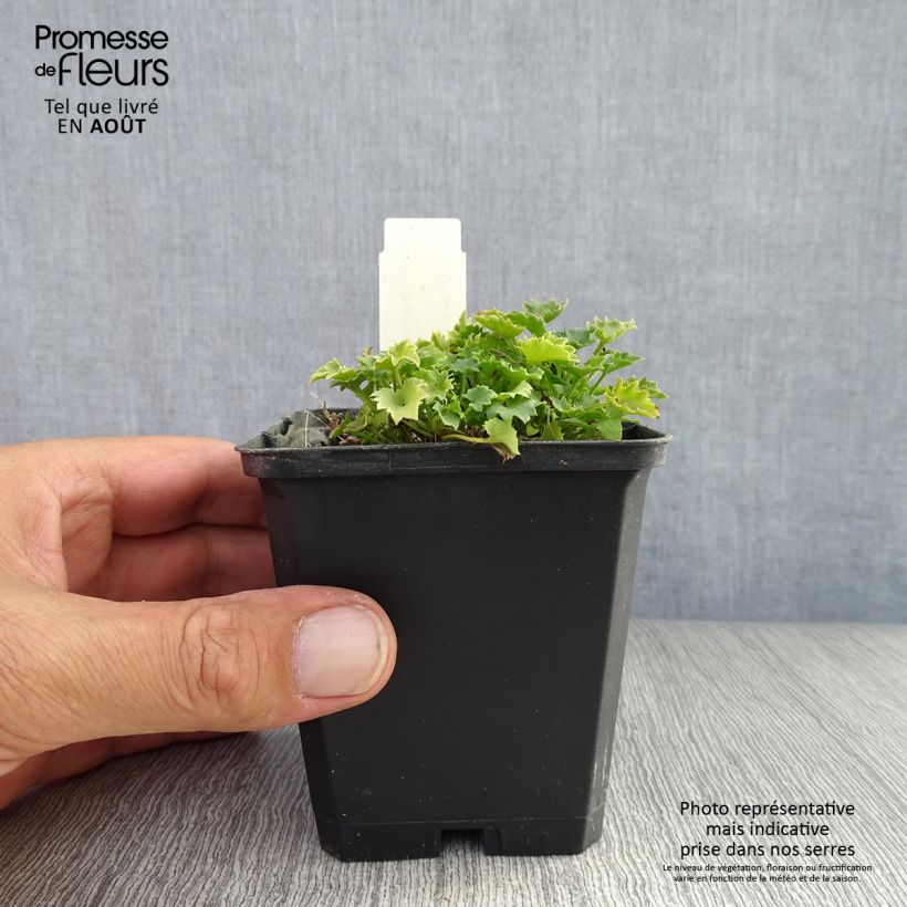 Campanula garganica 8/9 cm pot sample as delivered in summer