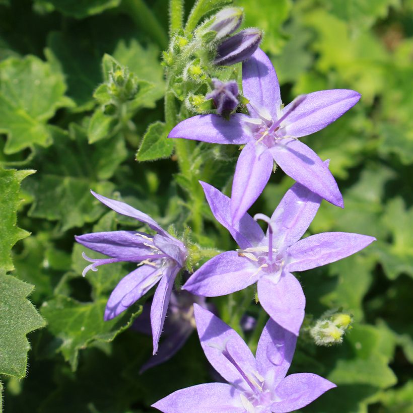 Campanula garganica (Flowering)