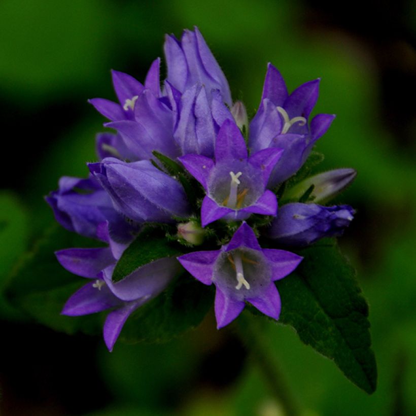 Campanula glomerata var. acaulis (Flowering)