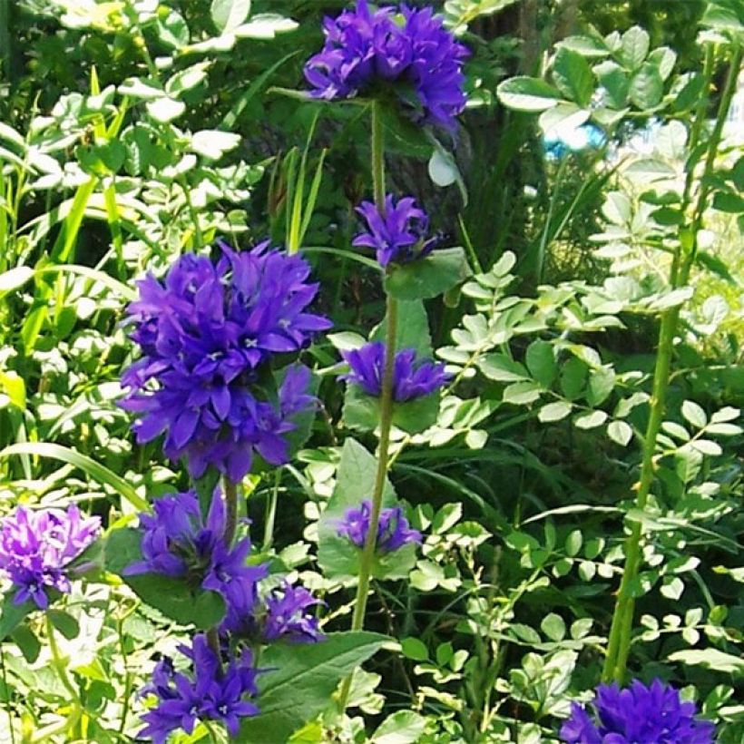 Campanula glomerata var. acaulis (Plant habit)