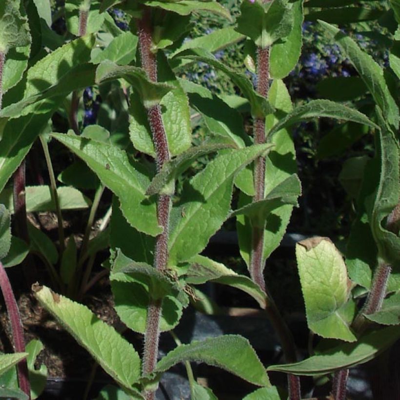 Campanula glomerata Caroline (Foliage)