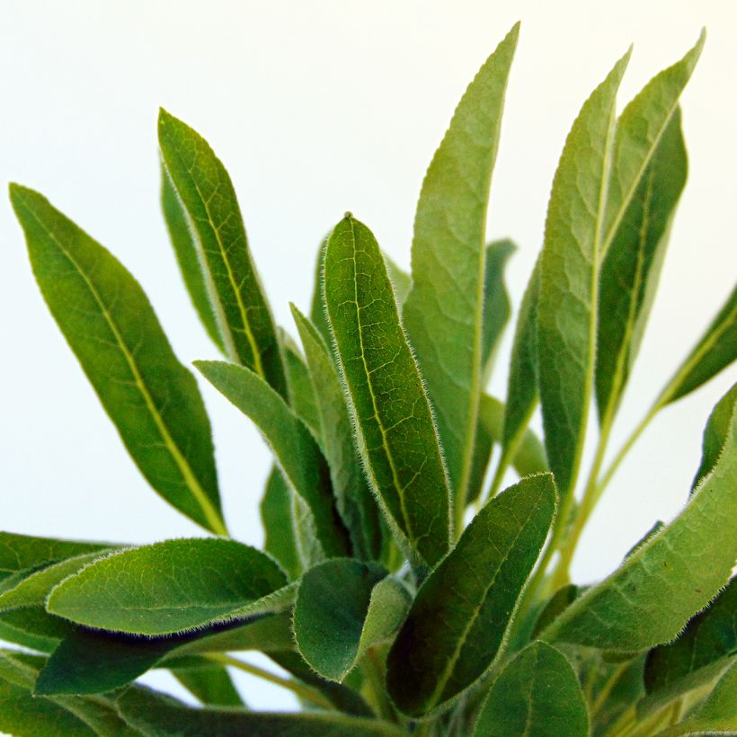 Campanula glomerata Genti Twisterbell (Foliage)