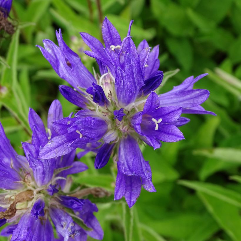 Campanula glomerata Genti Twisterbell (Flowering)