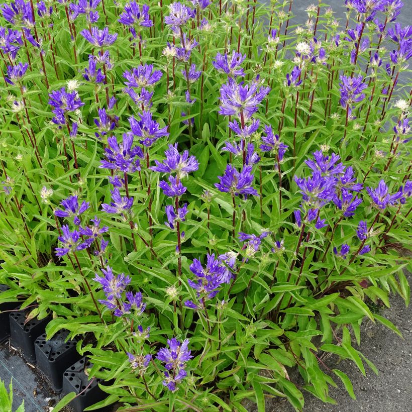 Campanula glomerata Genti Twisterbell (Plant habit)