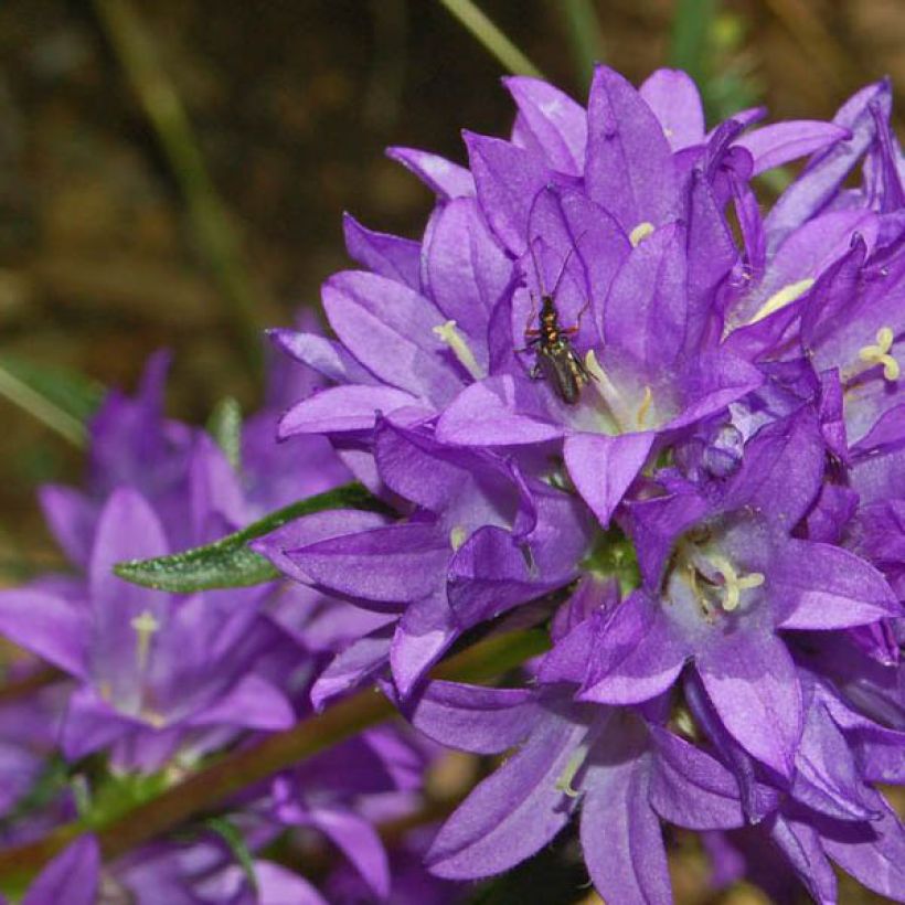 Campanula glomerata Superba (Flowering)