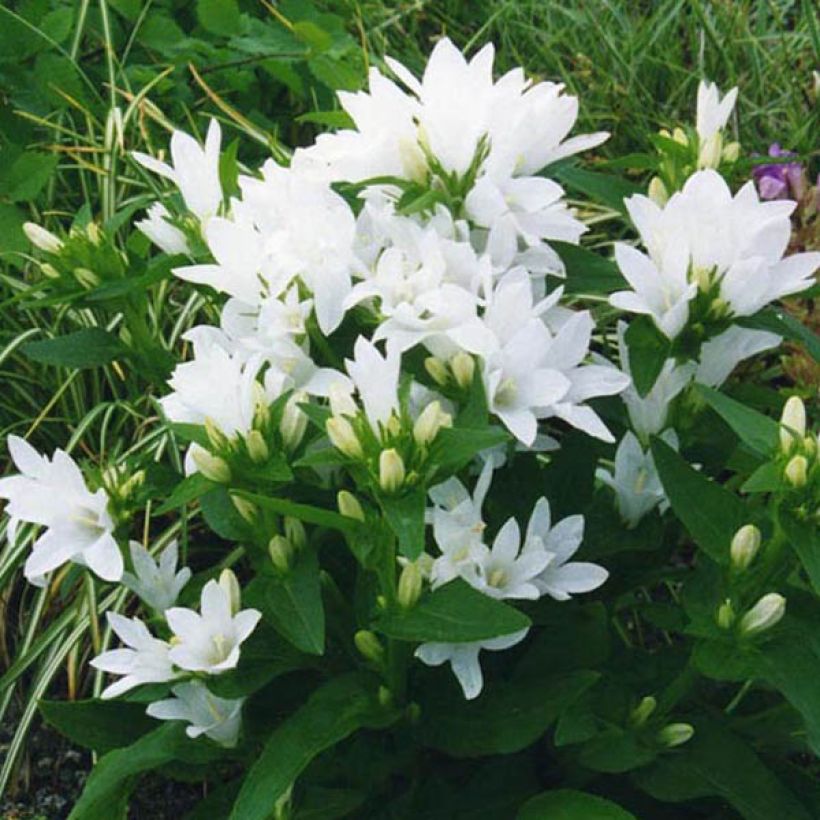 Campanula glomerata Alba (Plant habit)