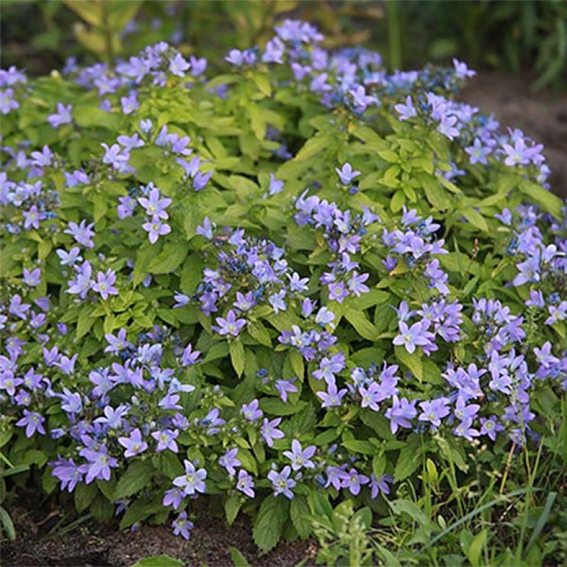 Campanula lactiflora Blue Pouffe (Flowering)