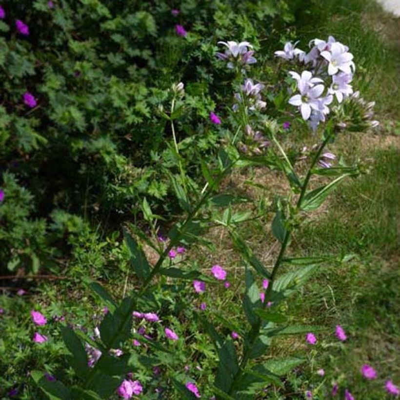 Campanula lactiflora Loddon Anna (Plant habit)