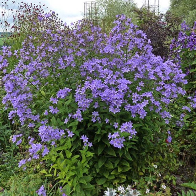 Campanula lactiflora Prichards variety (Plant habit)