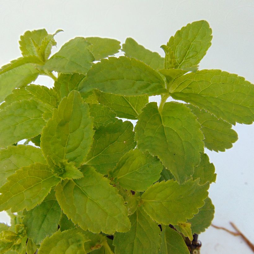 Campanula lactiflora White Pouffe (Foliage)