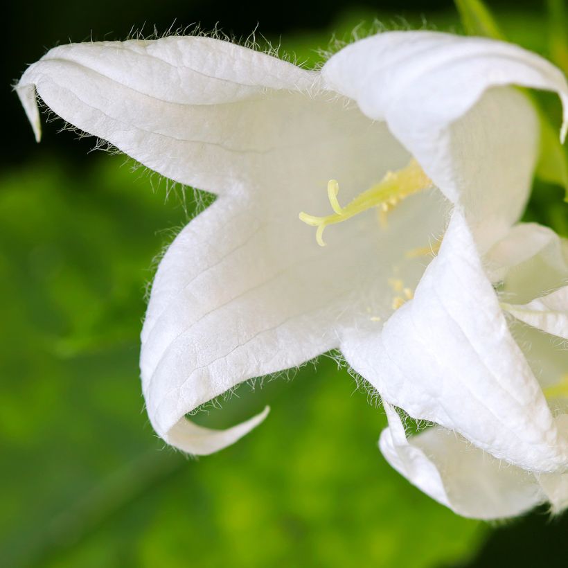 Campanula lactiflora White Pouffe (Flowering)