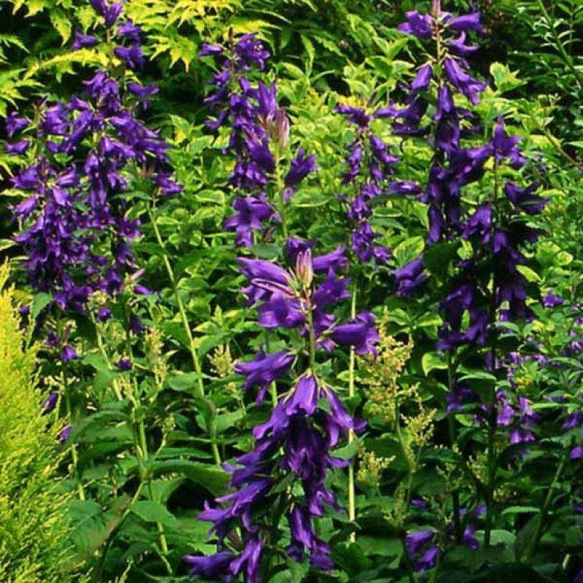 Campanula latifolia var. macrantha (Plant habit)