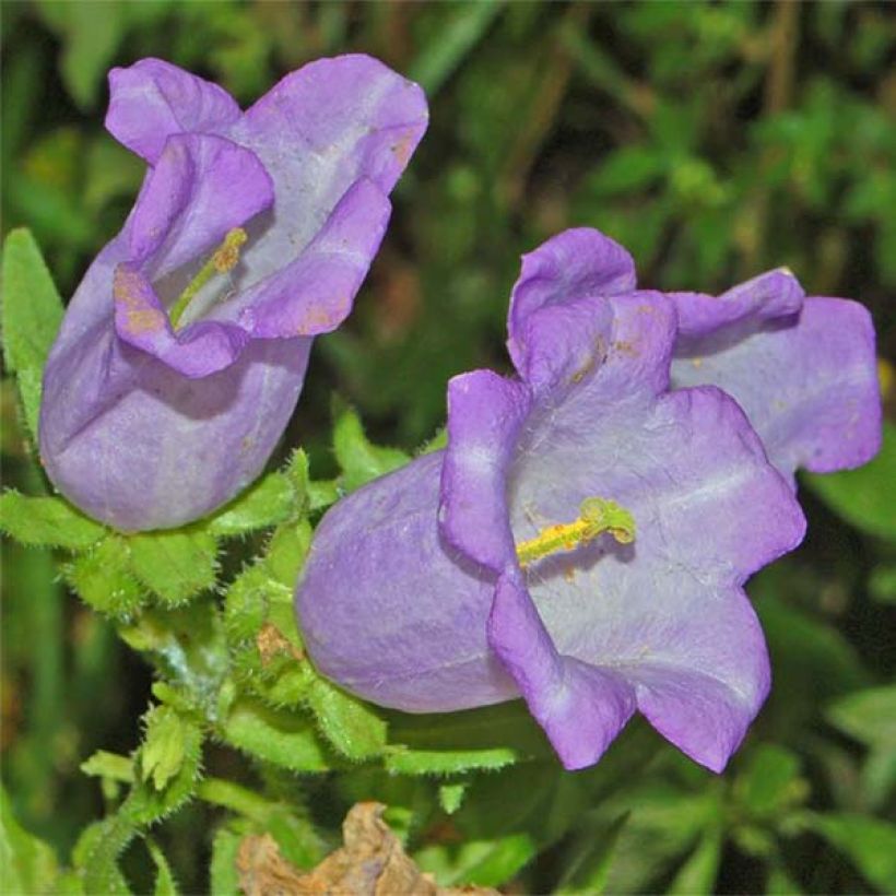 Campanula medium blue-flowered (Flowering)