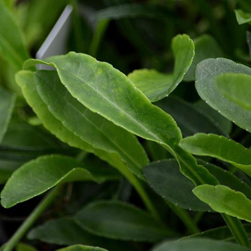 Campanula persicifolia La Belle (Foliage)