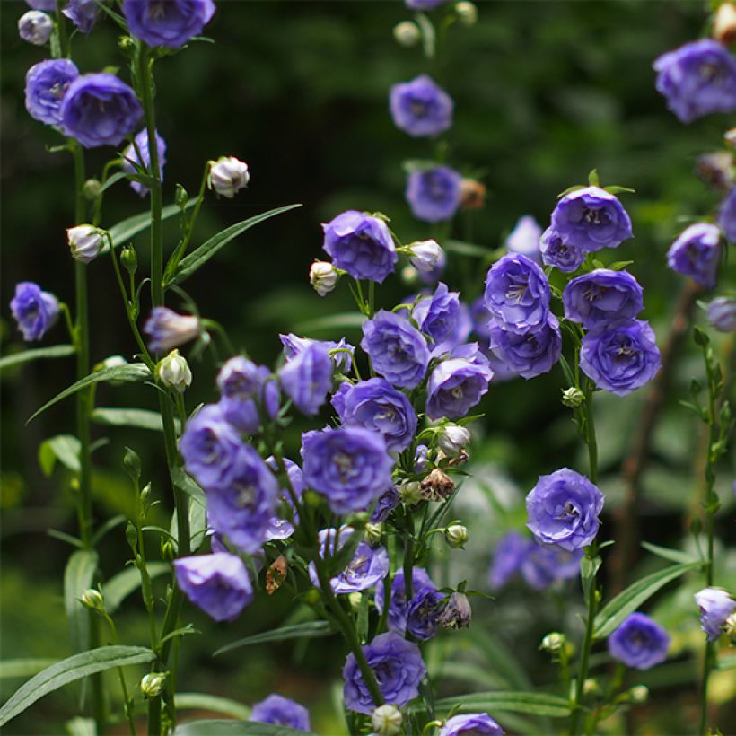 Campanula persicifolia La Belle (Flowering)