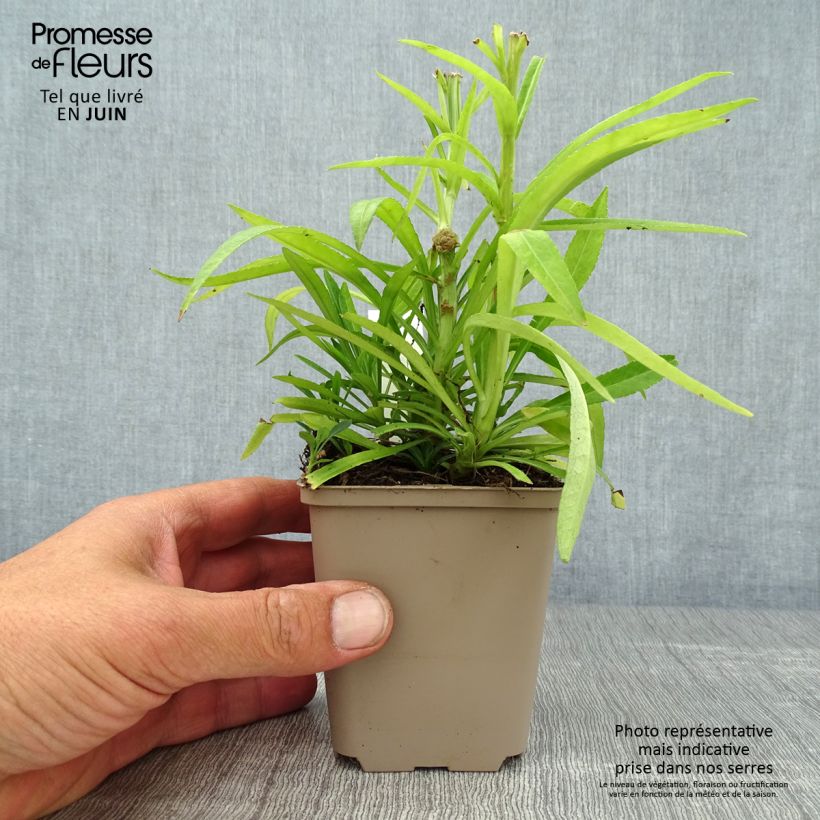 Campanula persicifolia La Bello 8/9 cm pot sample as delivered in summer