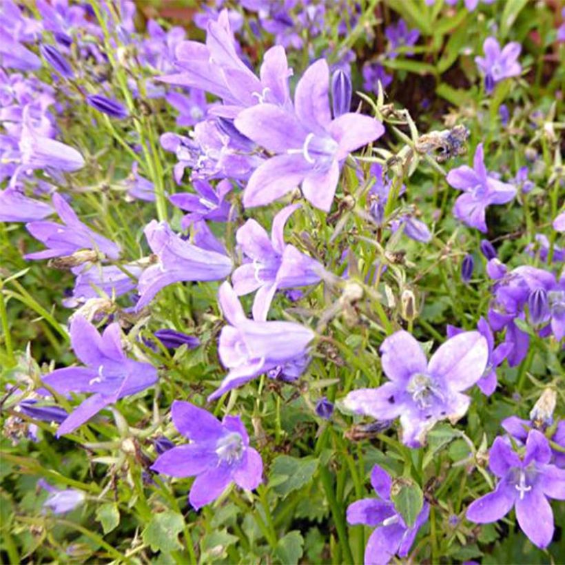 Campanula portenschlagiana Resholdts Variety (Flowering)