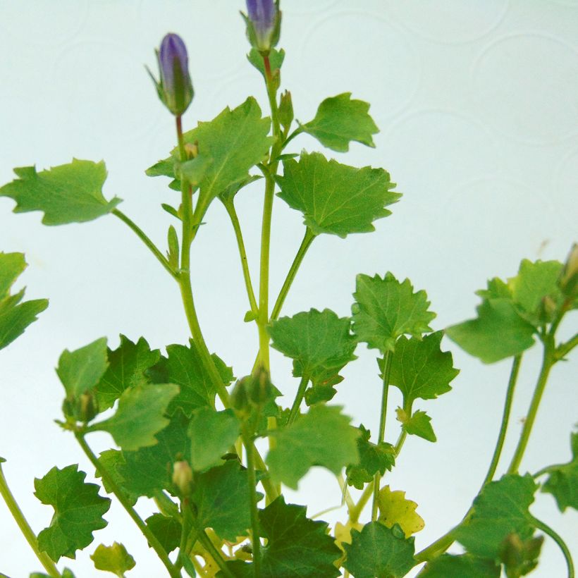 Campanula portenschlagiana Resholdts Variety (Foliage)