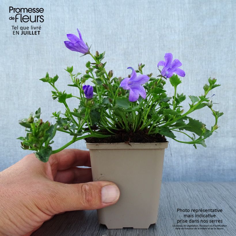 Campanula portenschlagiana Resholdts Variety 8/9 cm pot sample as delivered in summer