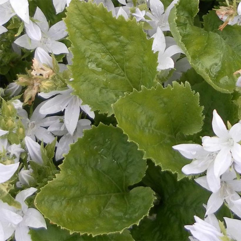 Campanula poscharskyana E.H. Frost (Foliage)