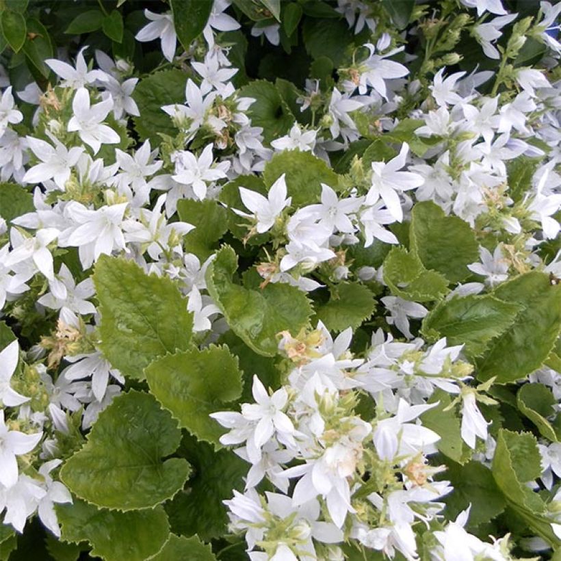 Campanula poscharskyana E.H. Frost (Flowering)