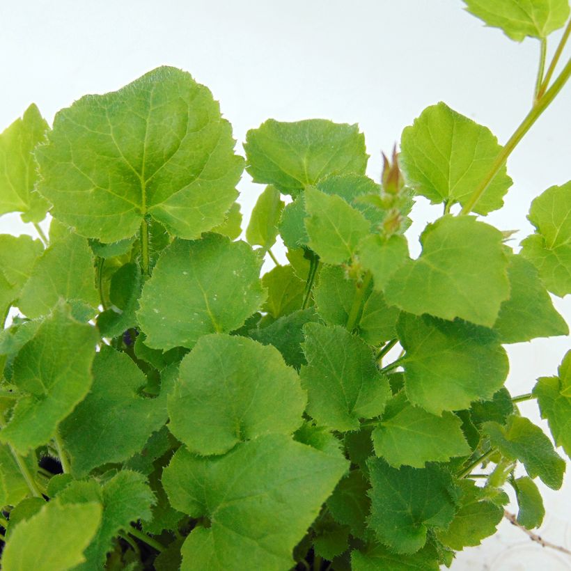 Campanula poscharskyana Lisduggan Variety (Foliage)