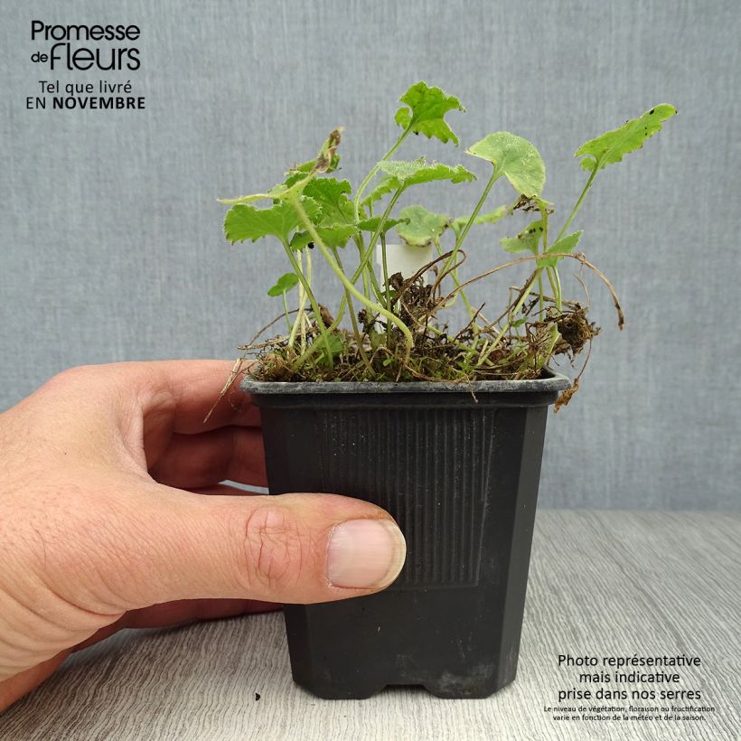 Campanula poscharskyana Lisduggan Variety 8/9 cm pot sample as delivered in autumn