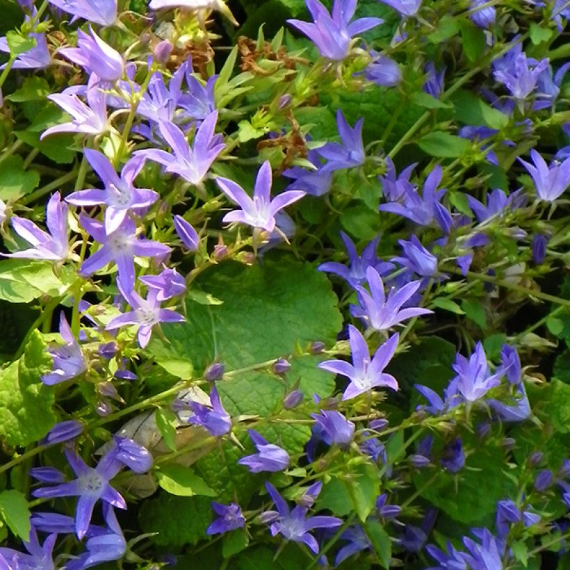 Campanula poscharskyana Stella (Flowering)