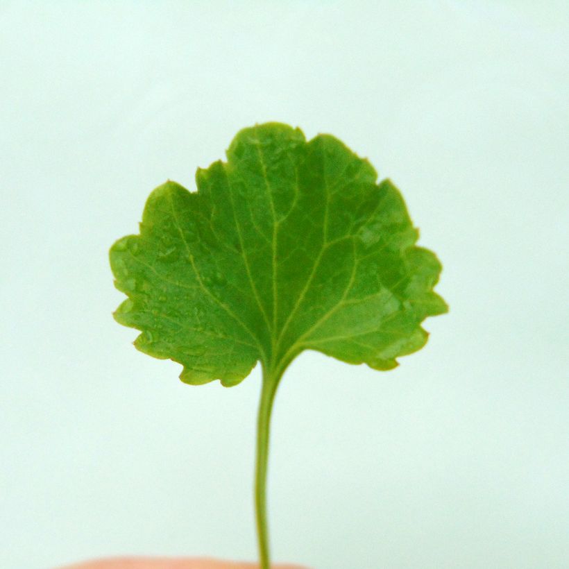 Campanula poscharskyana Stella (Foliage)