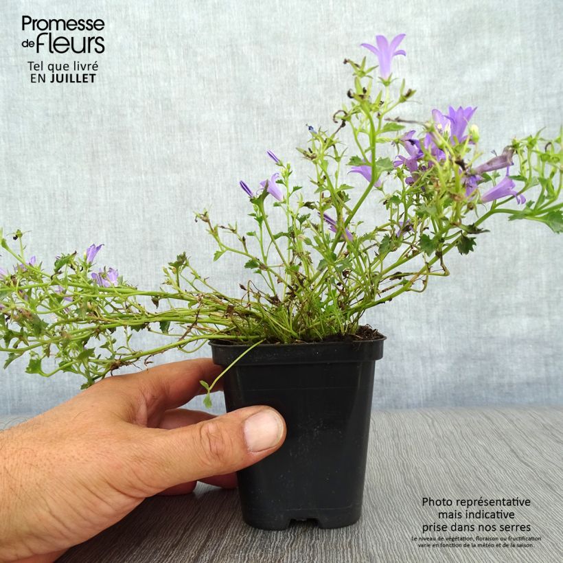 Campanula poscharskyana Stella 8/9 cm pot sample as delivered in summer