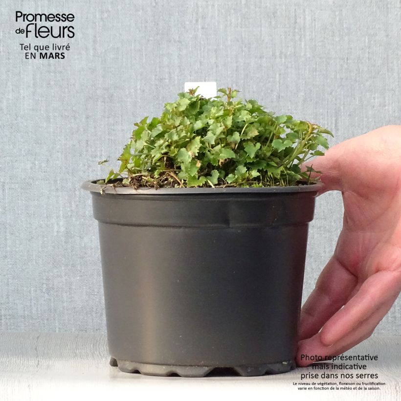 Campanula poscharskyana Stella 2L/3L pot sample as delivered in spring
