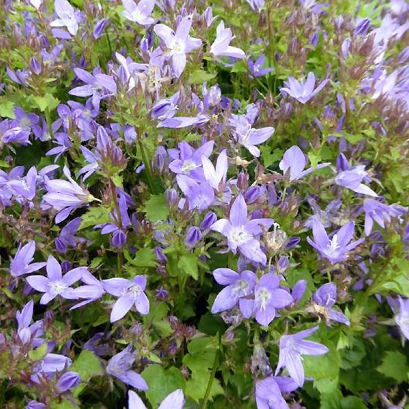 Campanula poscharskyana Trollkind (Flowering)