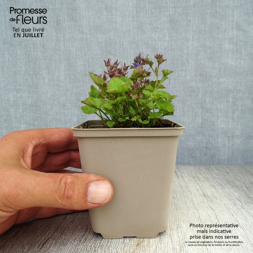 Campanula poscharskyana Trollkind 8/9 cm pot sample as delivered in summer