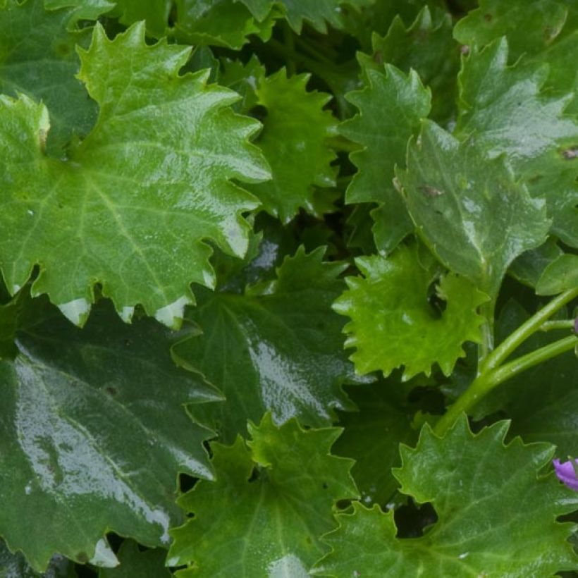 Campanula poscharskyana (Foliage)