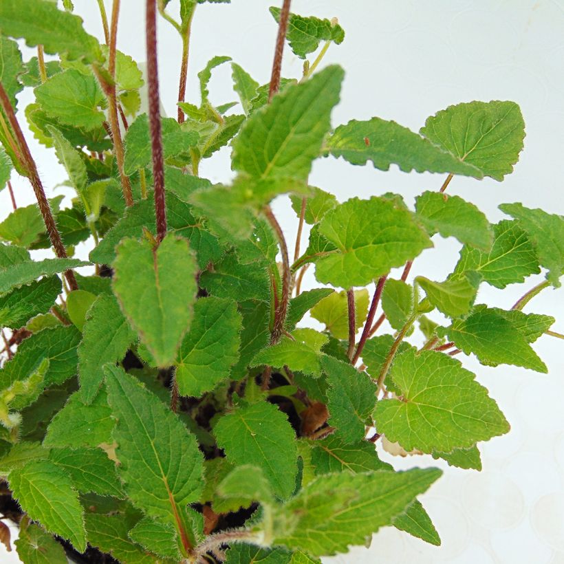 Campanula punctata Milky Way (Foliage)