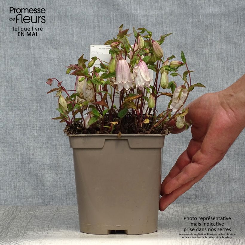 Campanula punctata Milky Way 2L/3L pot sample as delivered in spring