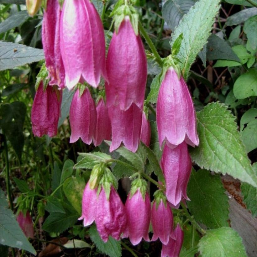 Campanula punctata f. Rubriflora (Flowering)