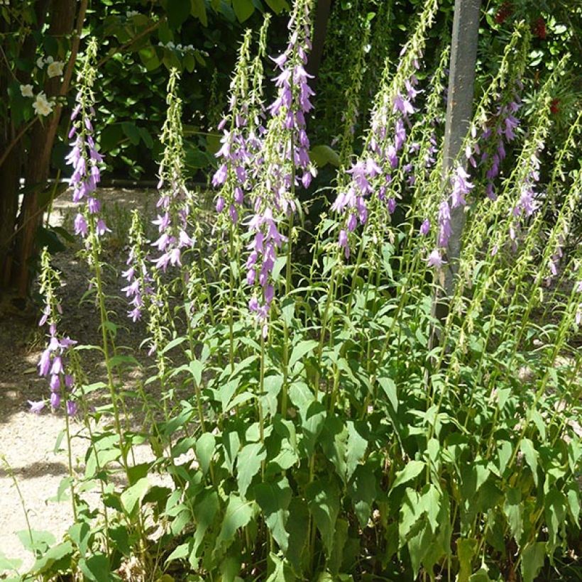 Campanula rapunculoides (Plant habit)