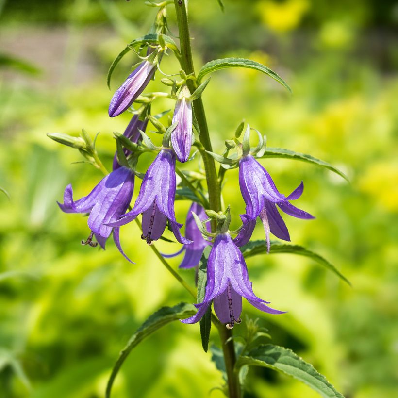 Campanula rapunculoides (Flowering)