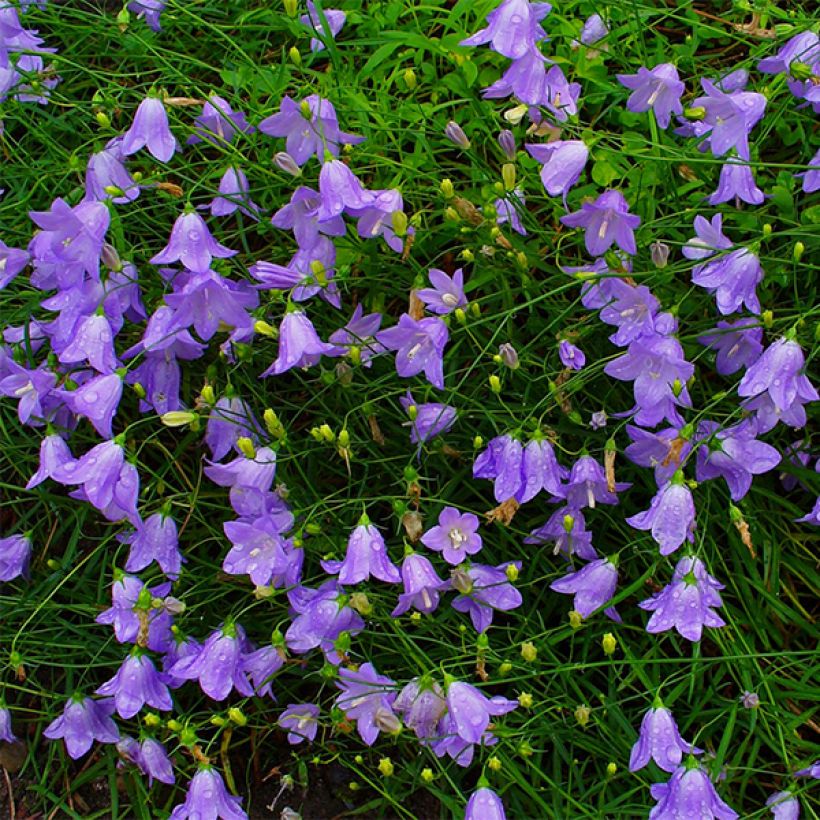 Campanula rotundifolia (Flowering)