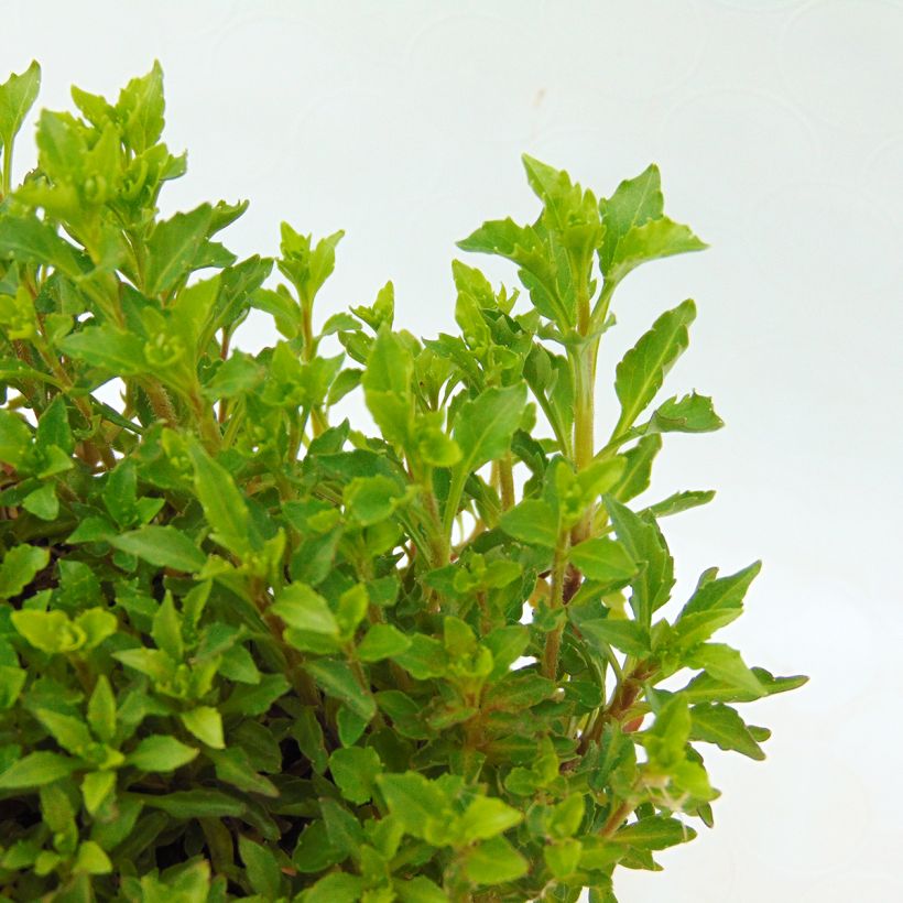 Campanula rotundifolia (Foliage)